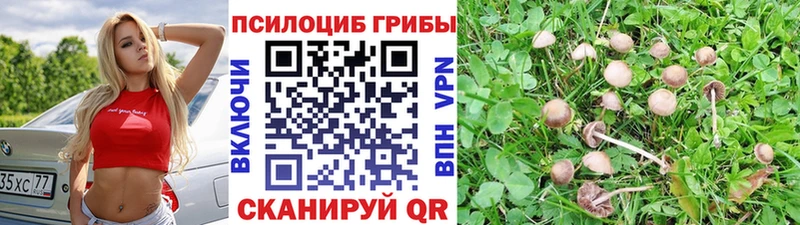 наркота  Кириши  Галлюциногенные грибы MAGIC MUSHROOMS 